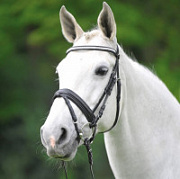 Уздечка X-line Darlington с самозатягивающимся капсюлем Уздечка X-line Darlington с самозатягивающимся капсюлем