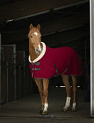 Попона флисовая с меховым воротом EQUITHEME "TEDDY" Попона флисовая с меховым воротом EQUITHEME "TEDDY"